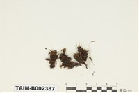 藏品(絲瓜苔屬)的圖片